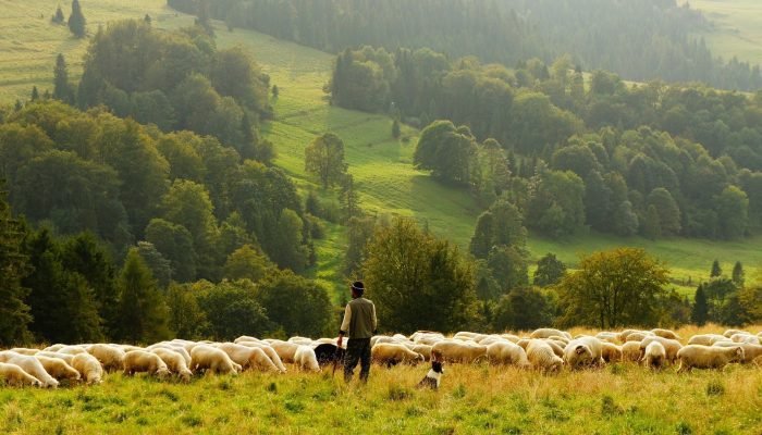 sheep-690198_1920-min sheep-690198_1920-min